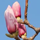 Magnolien....