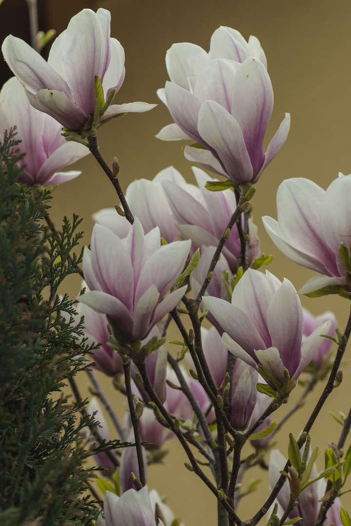 Magnolien