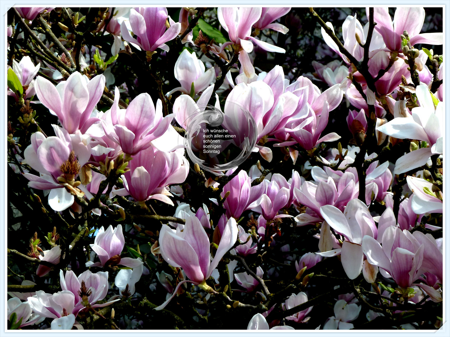 # Magnolien...#