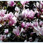 # Magnolien...#