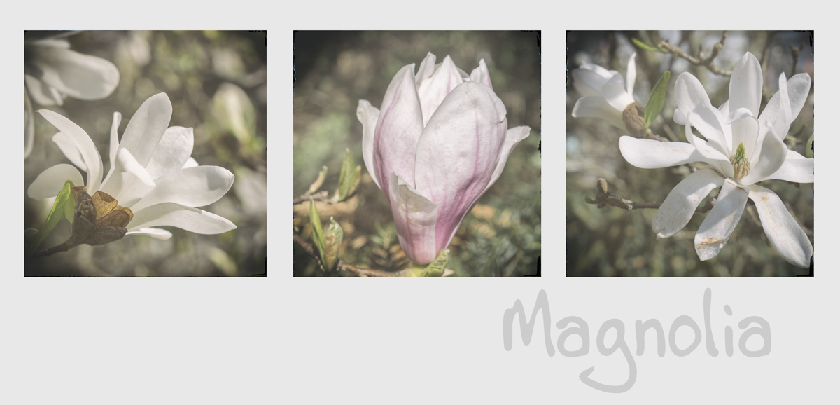 Magnolien