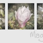 Magnolien