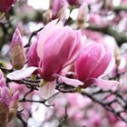 Magnolien