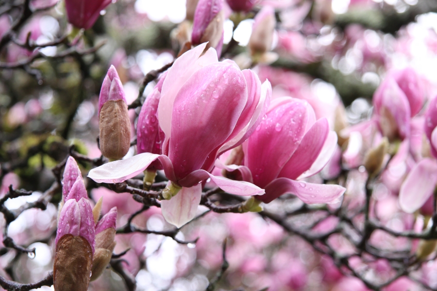 Magnolien