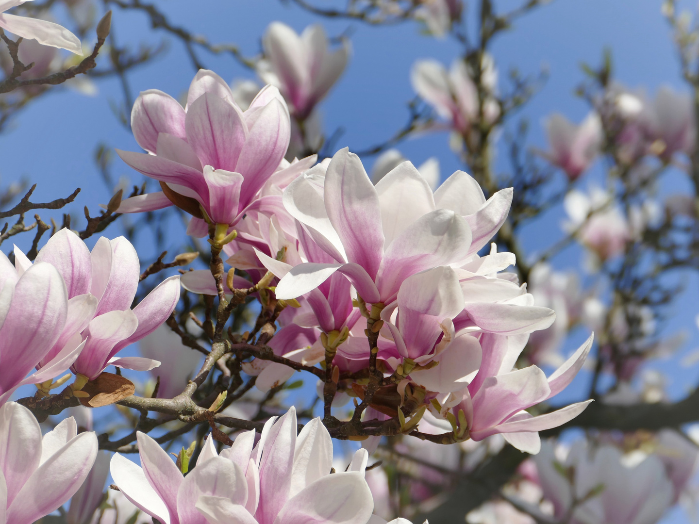 Magnolien