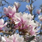 Magnolien