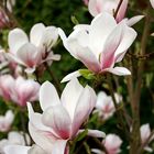 Magnolien