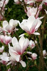 Magnolien