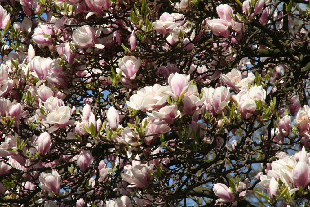 Magnolien von angel8167 