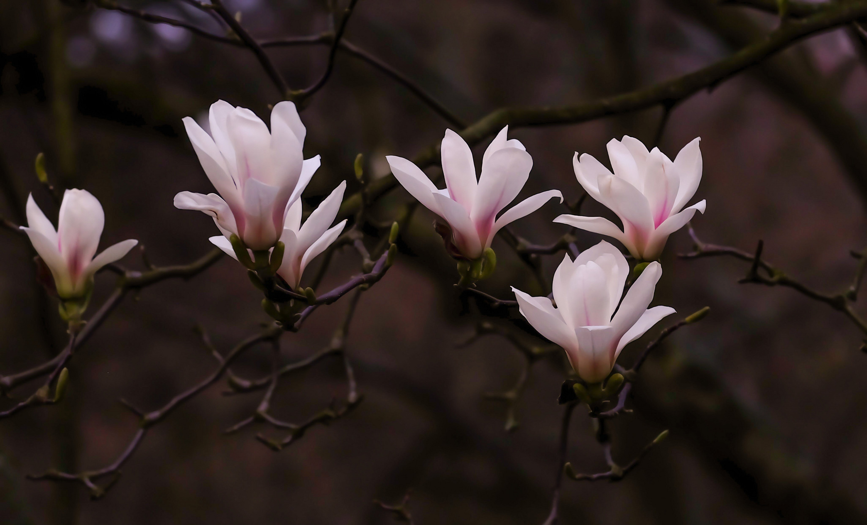 Magnolien