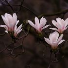 Magnolien