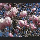 Magnolien