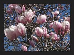 Magnolien