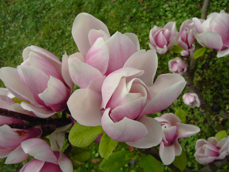 Magnolien