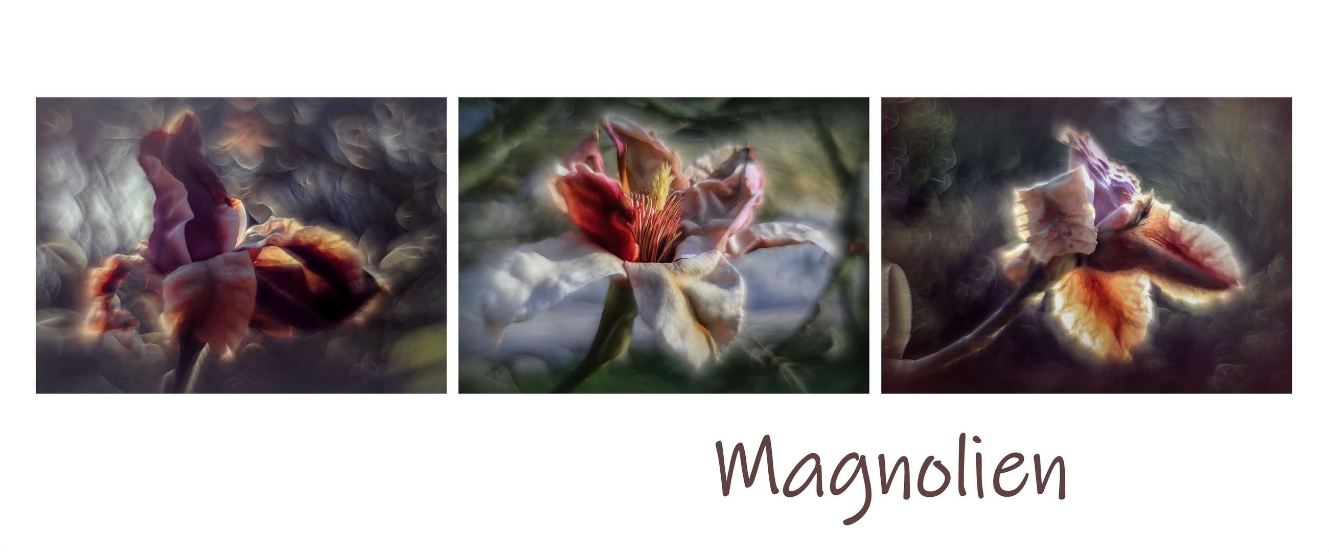 Magnolien