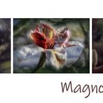 Magnolien