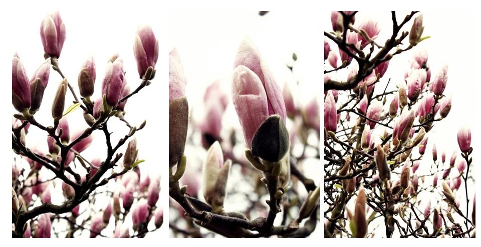 Magnolien