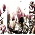 Magnolien