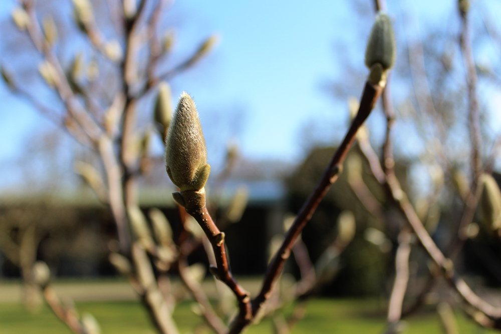 Magnolien... der Countdown läuft!