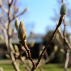 Magnolien... der Countdown läuft!