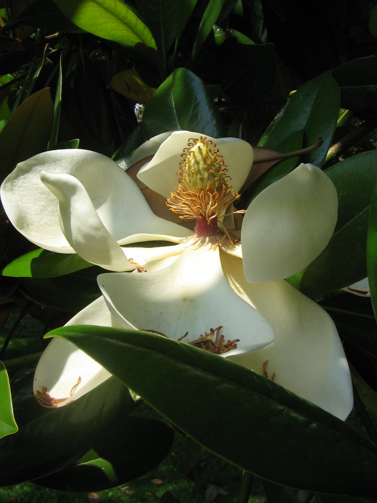 Magnolien