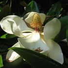 Magnolien