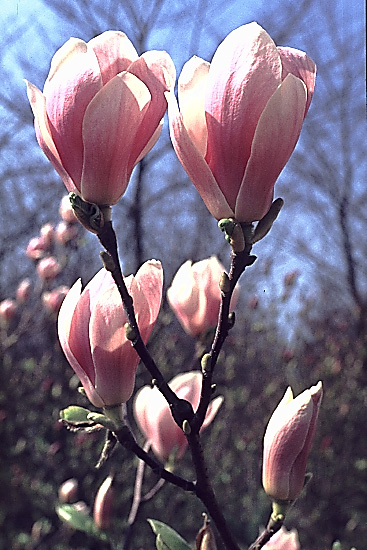 Magnolien