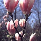 Magnolien