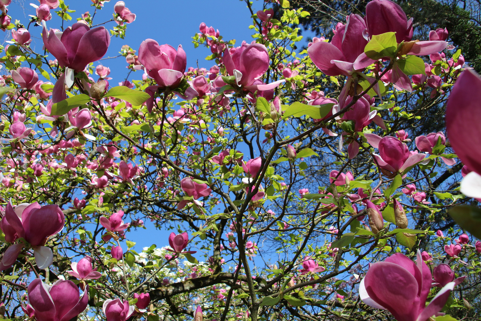 Magnolien