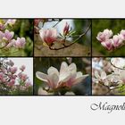 - Magnolien, die Blütenkelche des Frühlings -