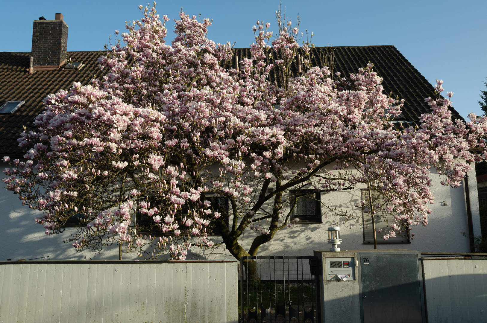 Magnolien, die vom Winter träumen...