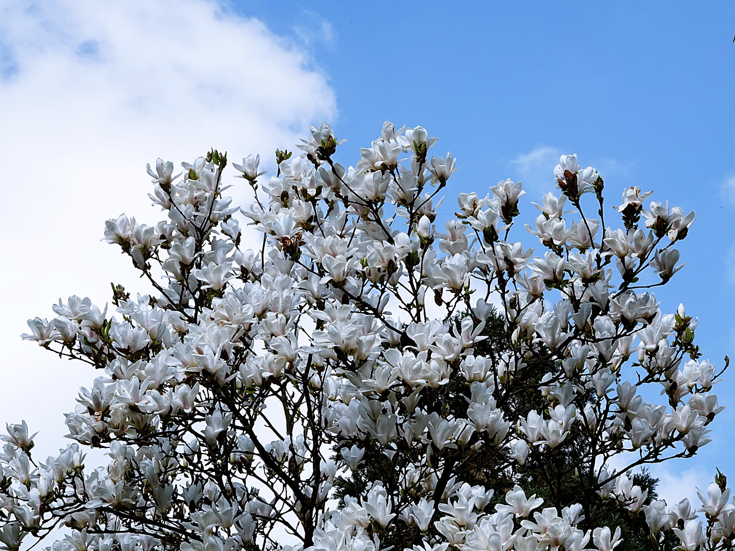 Magnolien die zum Himmel schauen