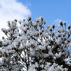 Magnolien die zum Himmel schauen