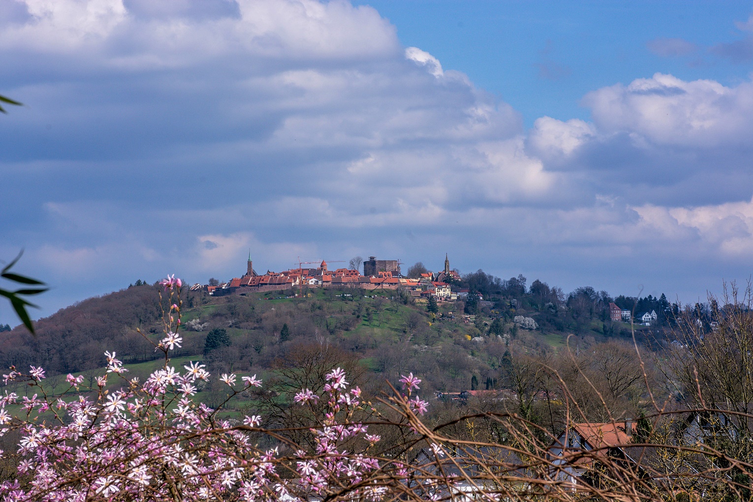 Magnolien-Dilsberg