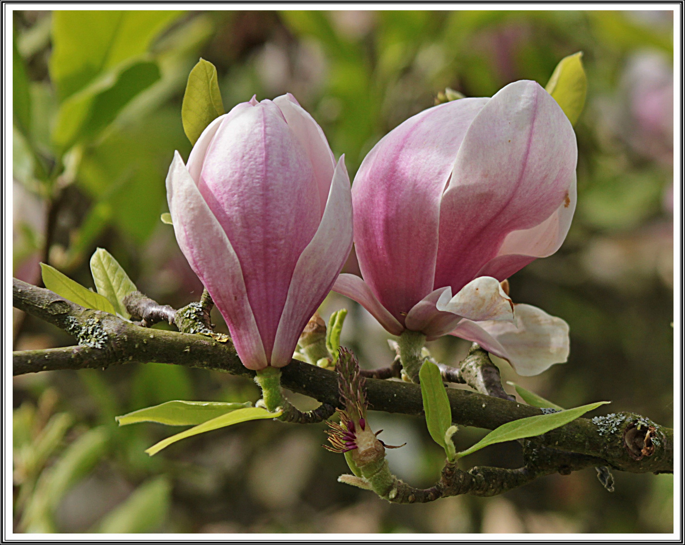 Magnolien Duo