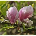 Magnolien Duo