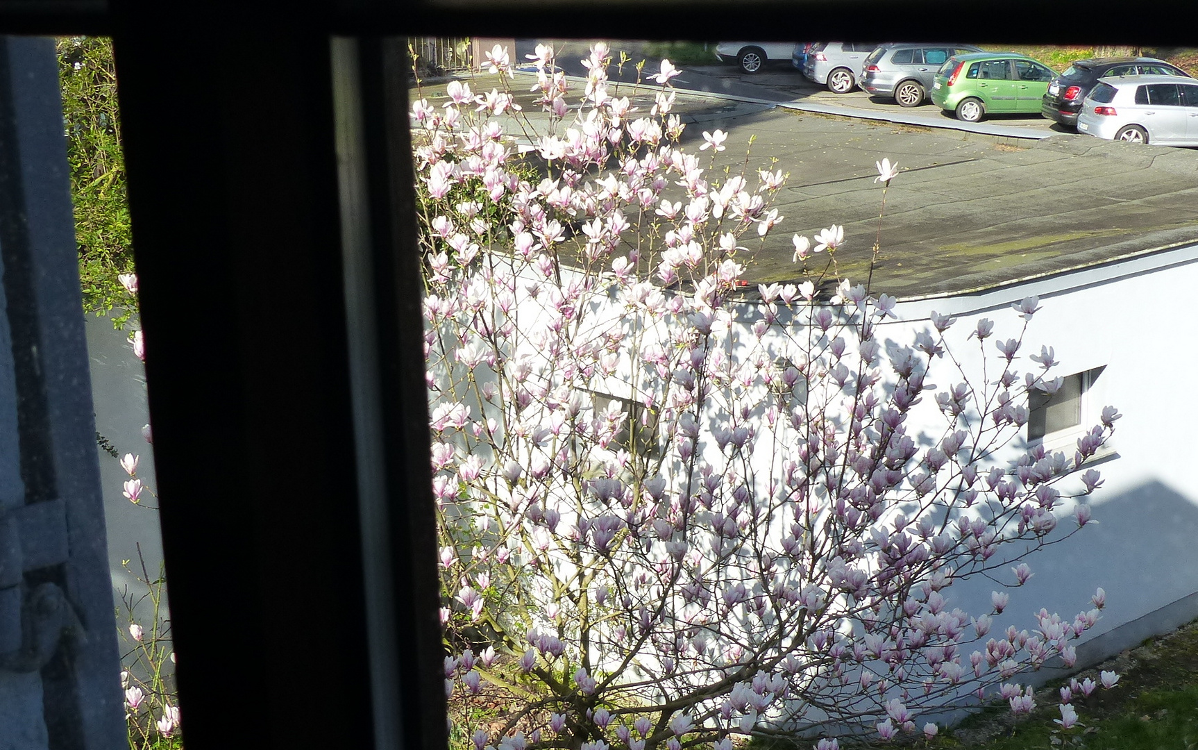 Magnolien durchs Fenster betrachtet