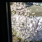 Magnolien durchs Fenster betrachtet