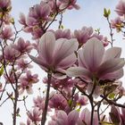 Magnolien