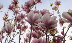 Magnolien