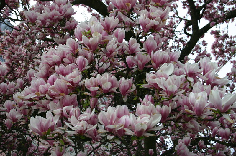 Magnolien