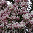 Magnolien