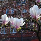 Magnolien