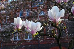 Magnolien