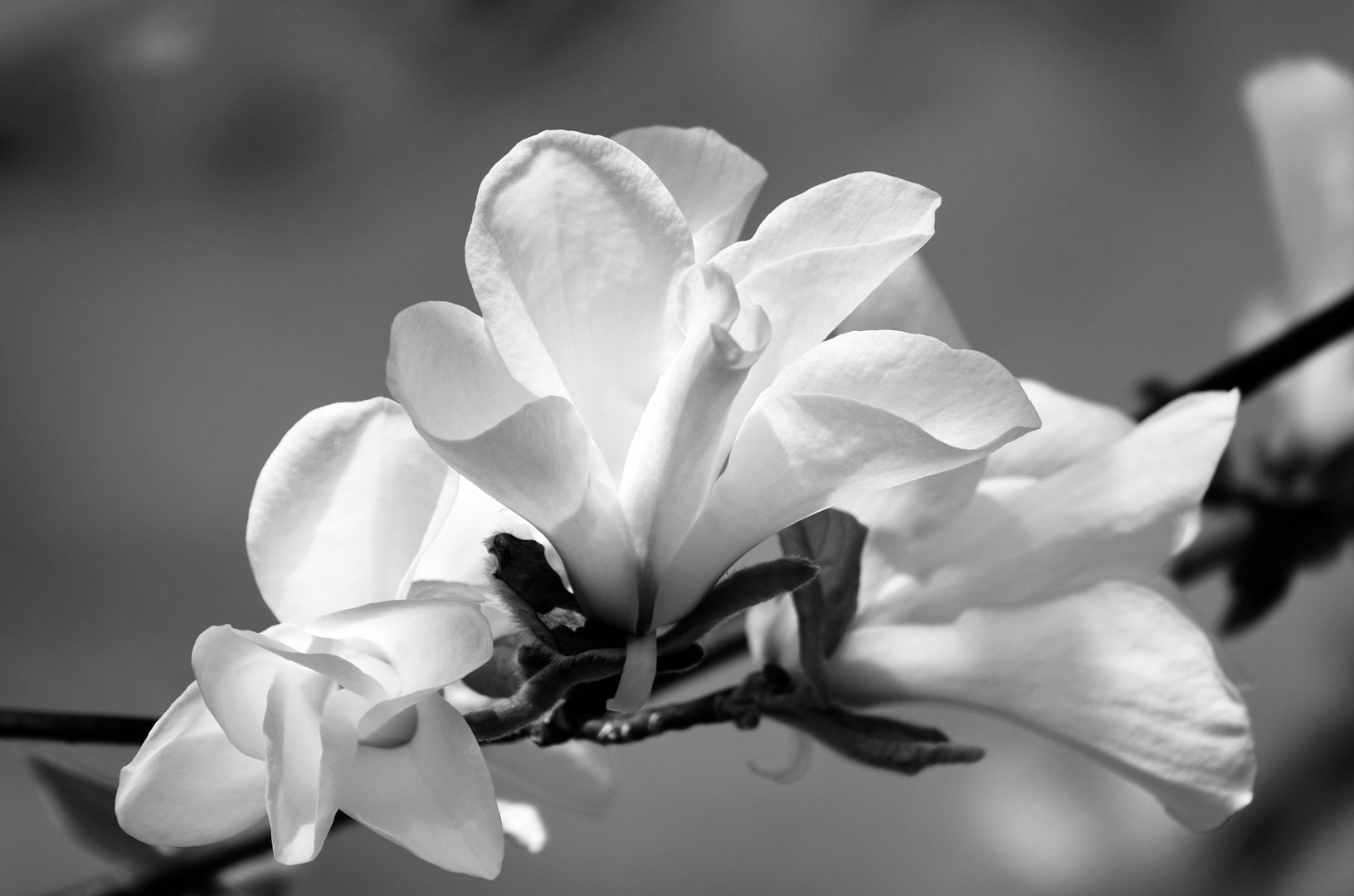 Magnolien 