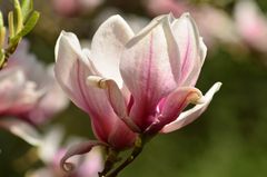 Magnolien 