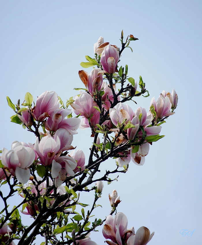 Magnolien