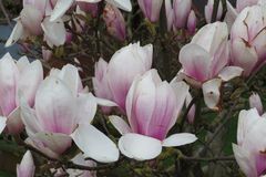 Magnolien