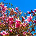 Magnolien