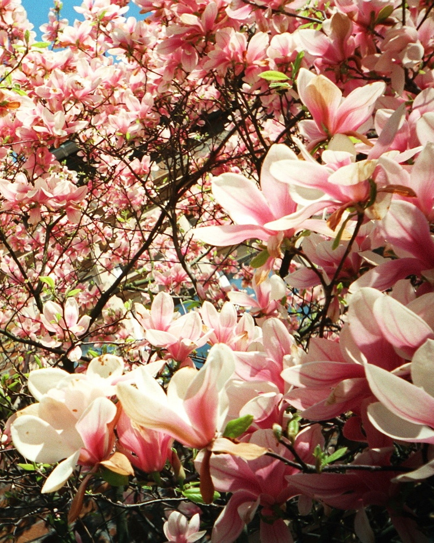 Magnolien – ein Blütentraum